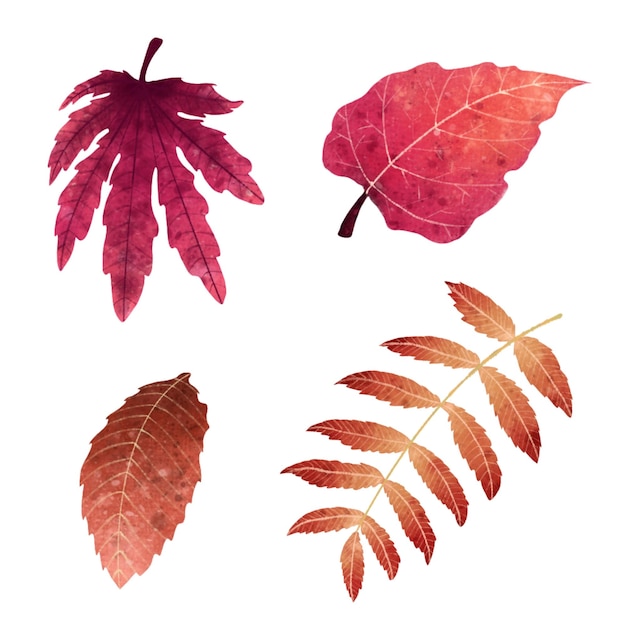 Vector set of botanical red autumn leaves thanksgiving watercolor