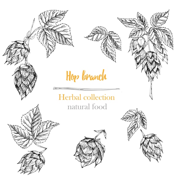 Set of botany hand drawn sketch hop isolated on white background Line drawing Herbal frame Natural food collection