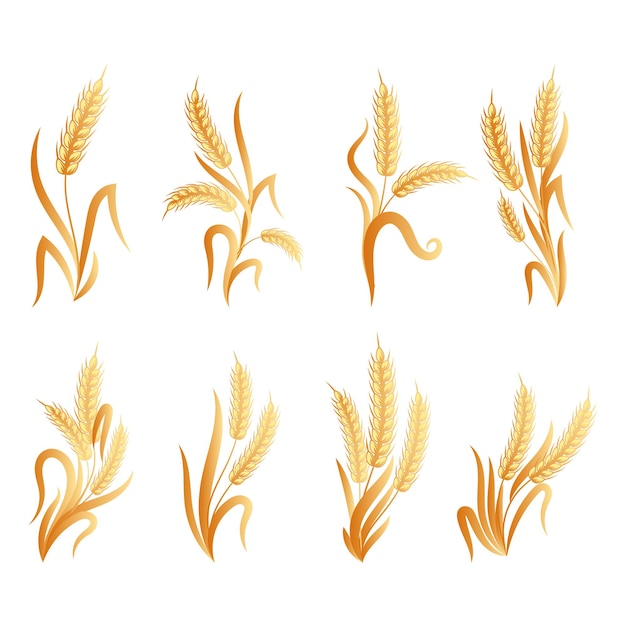 Set of bouquets of spikelets of wheat, rye, barley, golden design. Decor elements, icons, vector