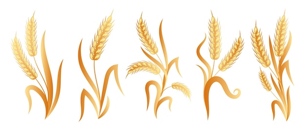 Set of bouquets of spikelets of wheat, rye, barley, golden design. Decor elements, icons, vector