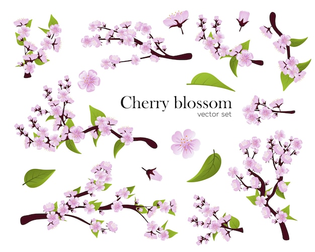 Набор веток сакуры с цветами и листьями весенней вишни сакуры, цветущей розовыми лепестками