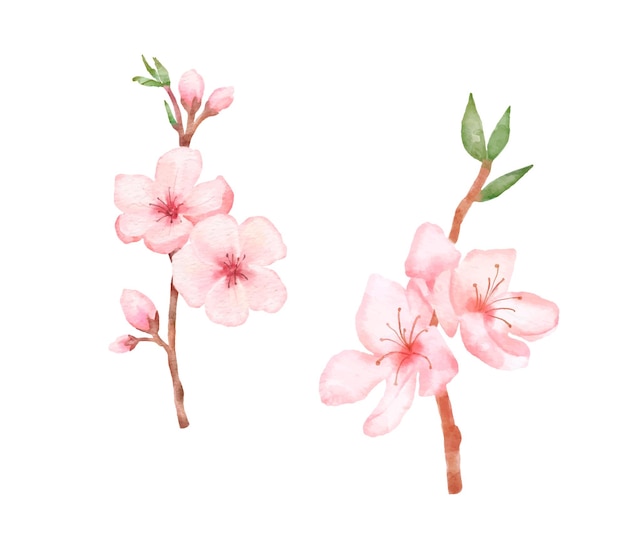 桜の枝のセットイラスト水彩画さくらは白で隔離