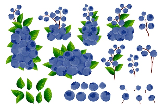 Vector a set of branches dark blue berries and green leaves of blueberries on a white background