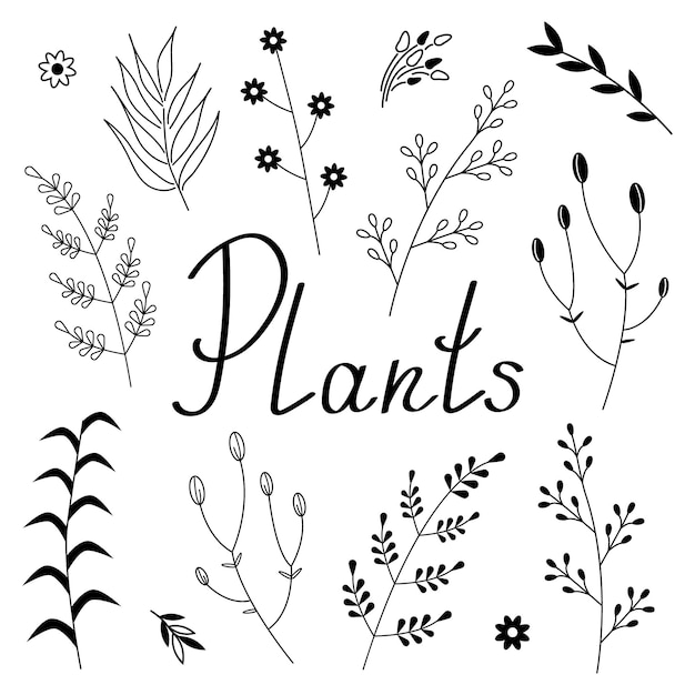 Set of branches and twigs with leaves. Vector illustration of hand drawn plant elements.