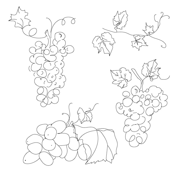 Vector set branches of vines of different grapes botany elements drawn in outline style white background