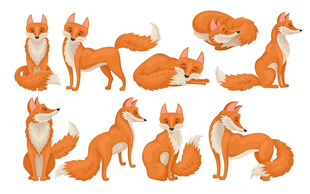 Vector set of bright red fox in different actions wild creature with fluffy tail cartoon character of forest animal wildlife theme colorful vector illustrations in flat style isolated on white background