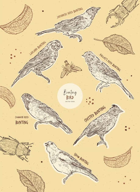 Vector set of bunting bird, hand draw sketch .