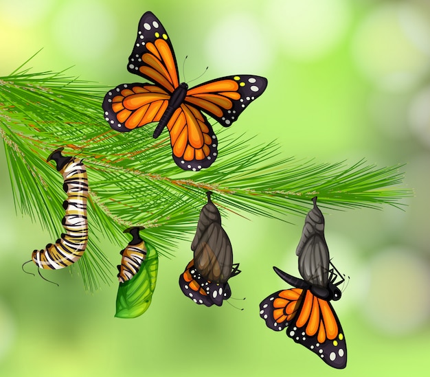 A Set of Butterfly Life Cycle