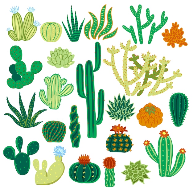 Set of cacti isolated on a white background. 