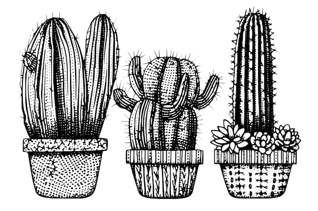 Set of cactus in engraving style vector illustrationcactus hand drawn sketch imitation