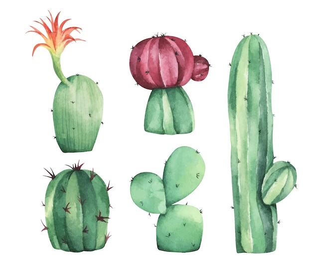 Vettore set di cactus illustrazione ad acquerello