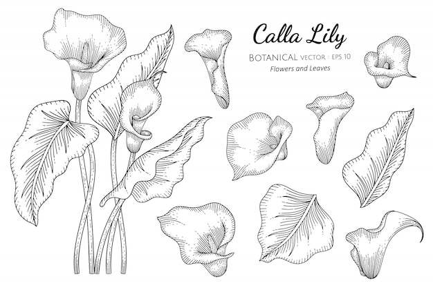 Set Calla Lily bloem en blad hand getekende botanische illustratie met lijntekeningen op wit