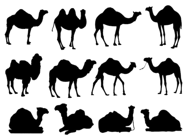 The set of Camel silhouette collection