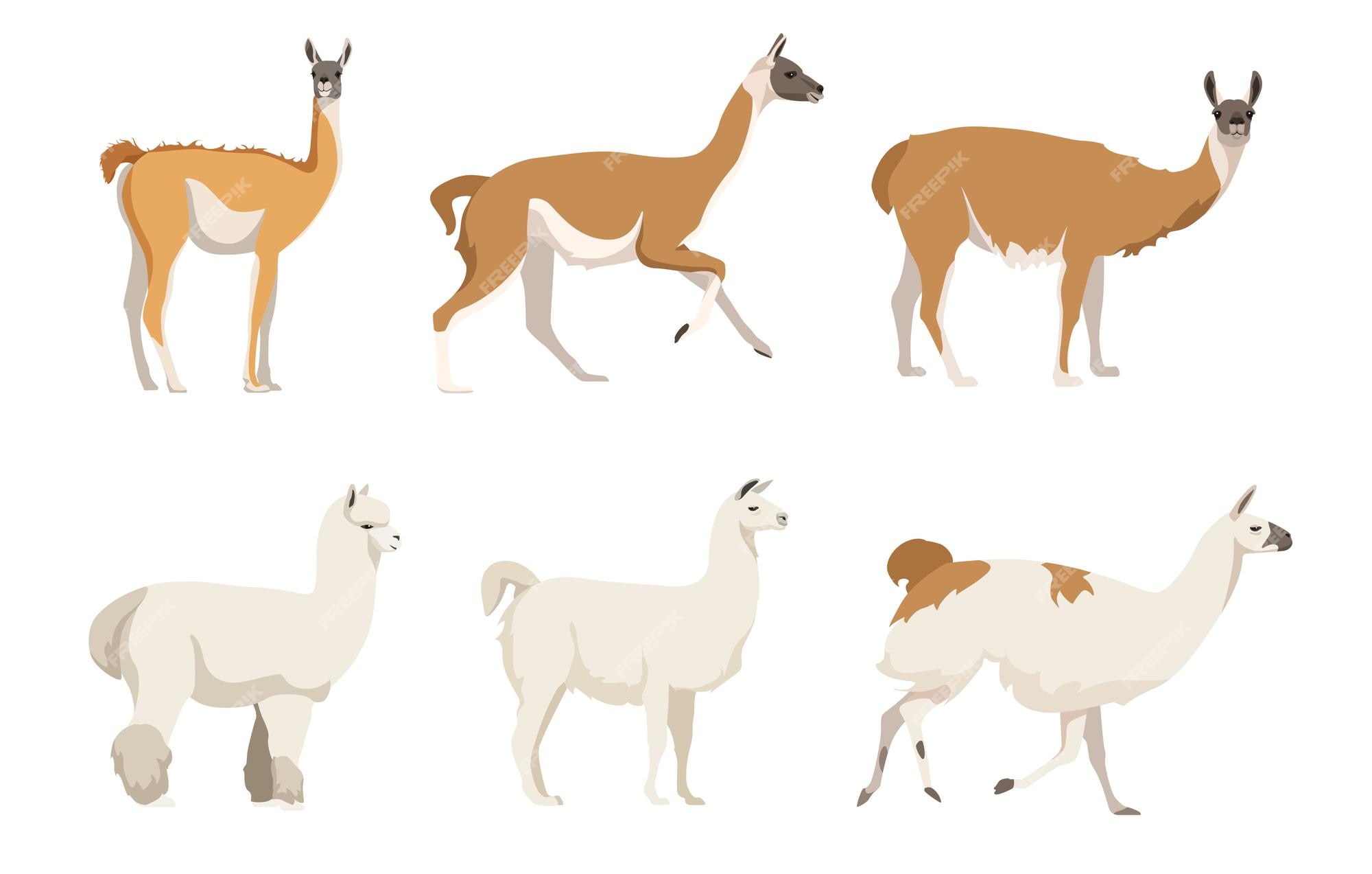 Premium Vector | Set of camelids south america in a cartoon style