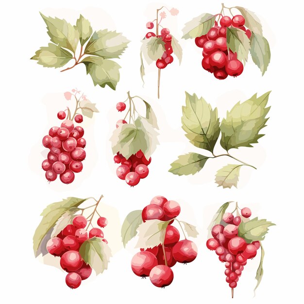 Vector set of canberry watercolor