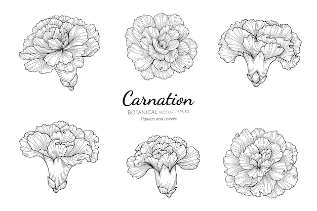 Set of carnation flower and leaf hand drawn botanical illustration with line art on white backgrounds.