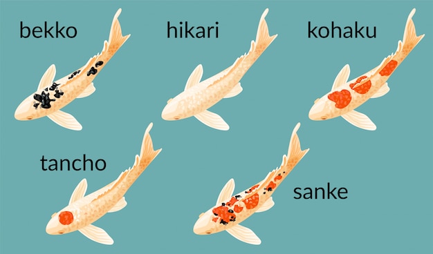 Set of carps koi ogon.