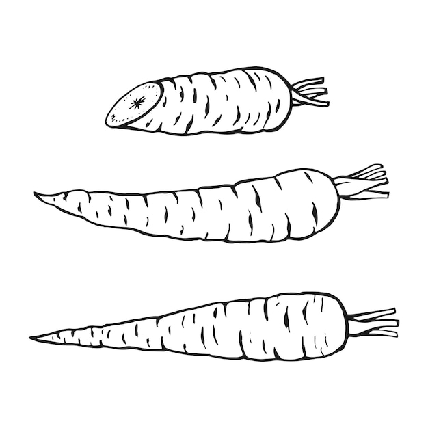 Набор набросков моркови Ручной рисунок векторной иллюстрации Продукт фермерского рынка изолированный овощ
