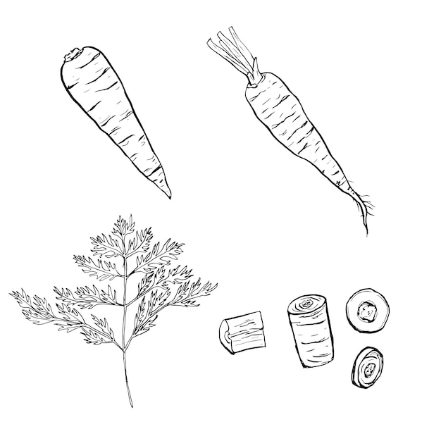 Set of carrots line art Harvest ripe vegetables from the garden Doodle drawing of herbal products Sliced carrot Hand drawn vector outline illustration