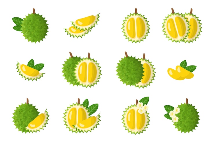 Set cartoon illustraties met Durian exotisch fruit, bloemen en bladeren geïsoleerd op een witte achtergrond
