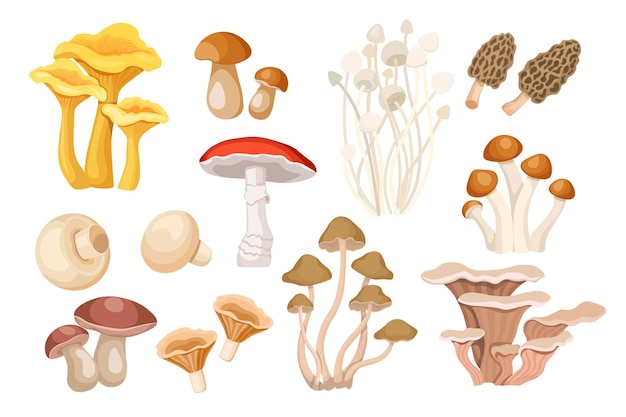 Set di funghi del fumetto finferli, porcini e berretto arancione boletus, morel, enoki, fly agari? o amanita, champignons
