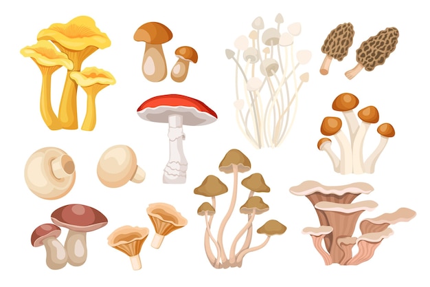 Set of cartoon mushrooms chanterelles, boletus and orange cap boletus, morel, enoki, fly agari? or amanita, champignons