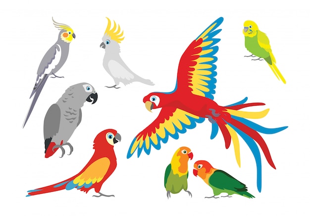 Set of cartoon parrots.