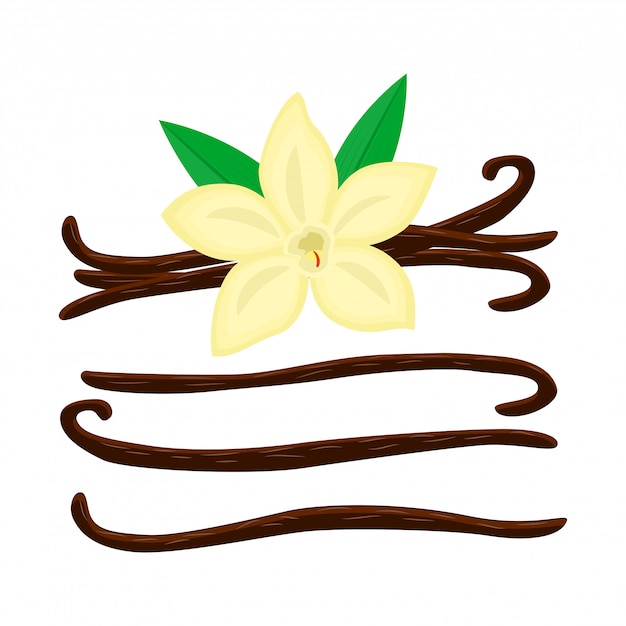Vettore set di cartoon vanila fiore con diversi bastoncini di vaniglia illustrazione isolato su bianco