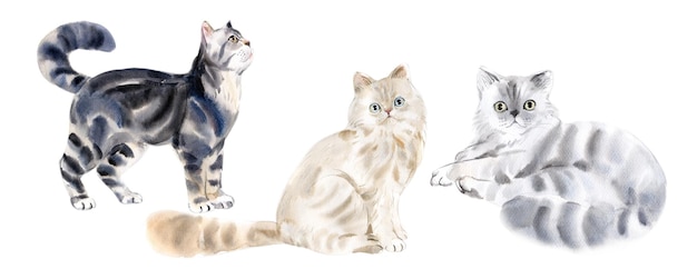 Vector set cat watercolor painting