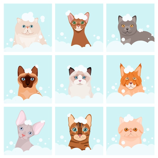 A set of cats in soap foam cartoon design grooming
