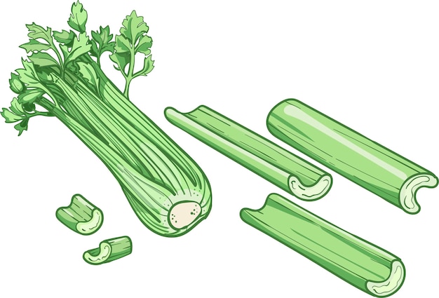 Set of celery on white background vector illustration of celery