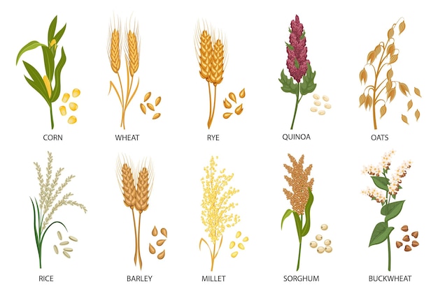 Vector set of cereals grain plants wheat rye oats rice buckwheat corn quinoa sorghum barley