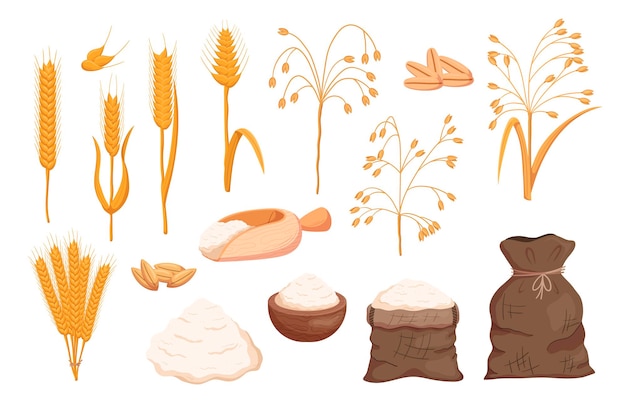 Vector set of cereals oat and wheat seeds and spikes flour in sack bowl and pile gluten products raw farmer grains