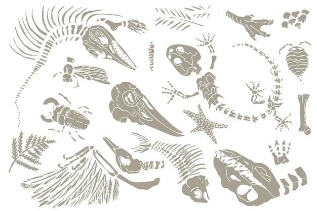 Vector set of chalk sketch imprints of skeletons of prehistoric animals insects and plants gray archeology crack rocks fragments debris boulders set of realistic hand drawn art vector illustration