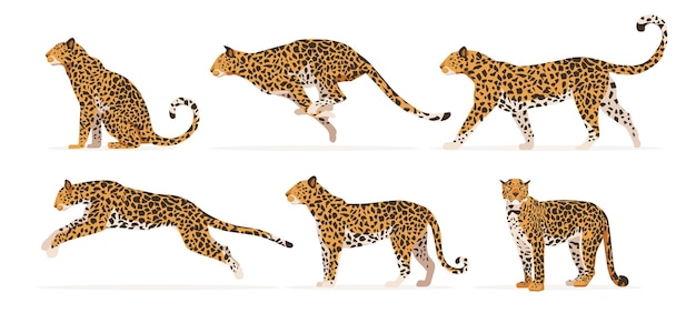 Vector set of cheetah or leopard in different angles and emotions in cartoon style vector illustration of predators african animals isolated on white background