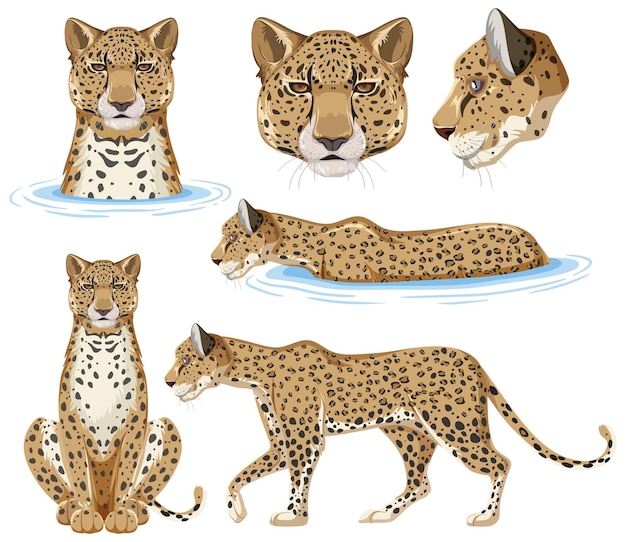 Vector set of cheetah wildlife animals