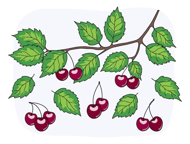 A set of cherries and a branch with leaves