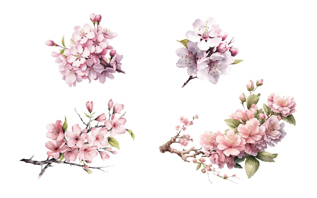 Set of cherry blossom flowers isolated on white background