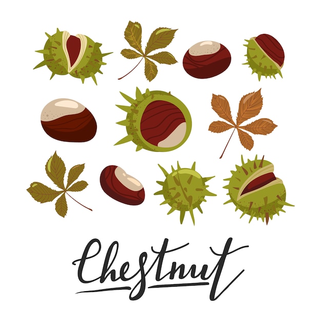 Vector set of chestnuts, leaves and peels.