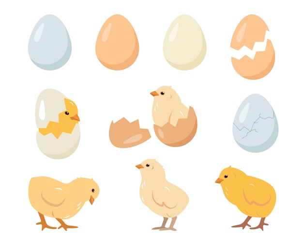 Vector set of chicken eggs and chicks chickens farm elements