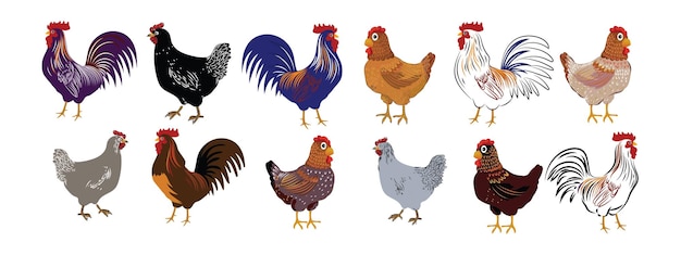 Set of chicken hen rooster icon character vector illustration Pet poultry farm animal collection