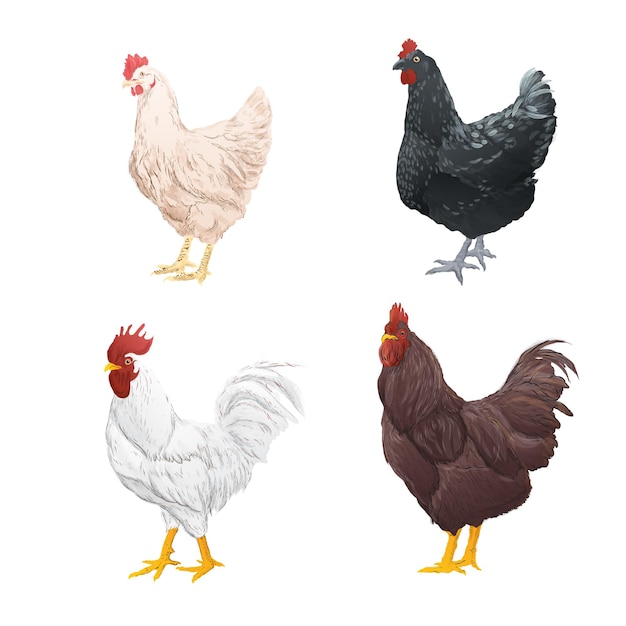 Set of chicken watercolor style on white background vintage handdrawn Vector illustration