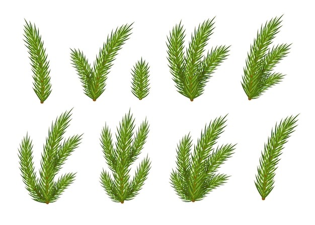 Set of Christmas fir branches for design isolated on white background