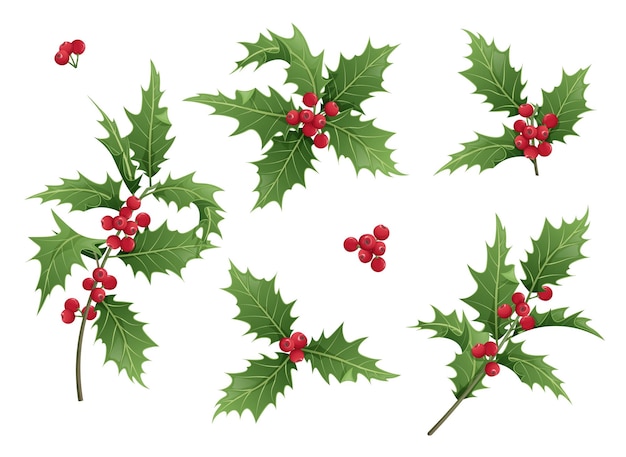 Set of christmas leaves and holly berries on a white background holly branches for holiday decor christmas and new year illustration