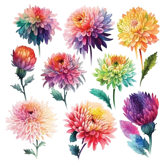 Vector set of chrysanthemum flowers watercolor paint