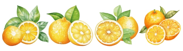 set of citrus watercolor vector