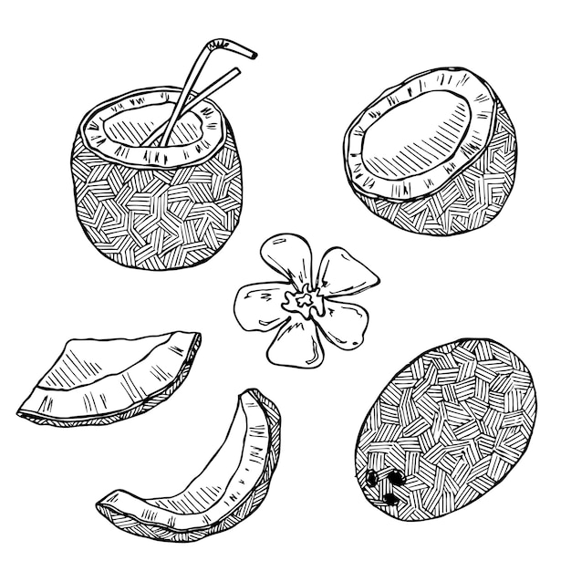 Set of coconut cliparts hand drawn nut icon tropical illustration for print web design decor