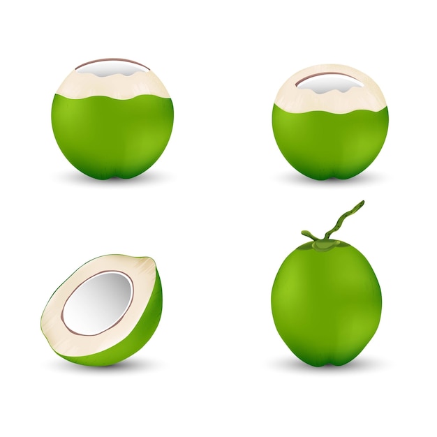 Set of coconut and haft slice coconut realistic vector illustration