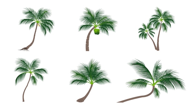 Vector set of coconut palm trees