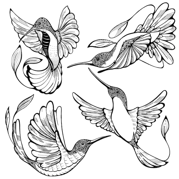 Vector set of colibri birds cute retro engraved humming bird picture transparent on white background